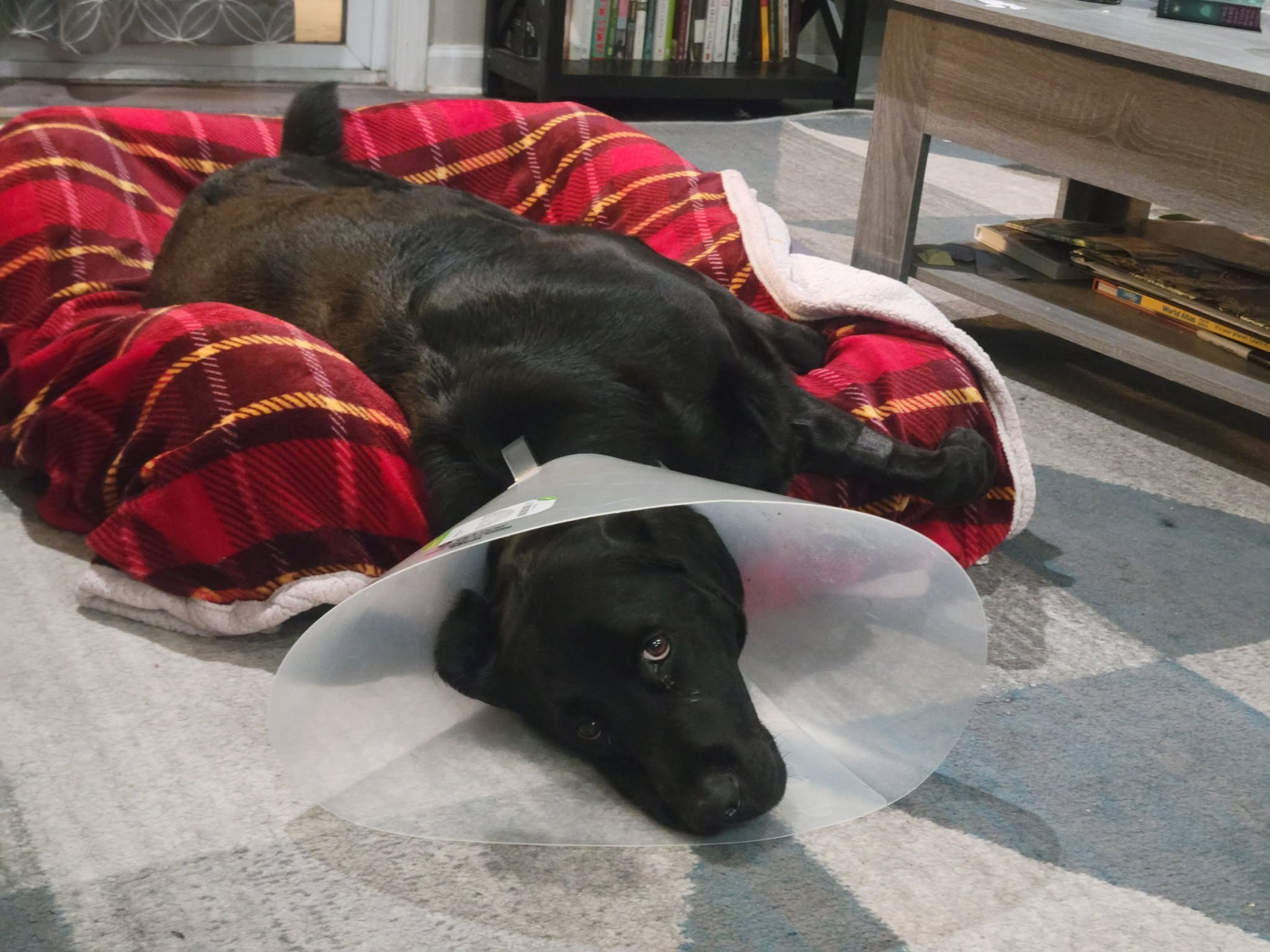 My dog roman after surgery